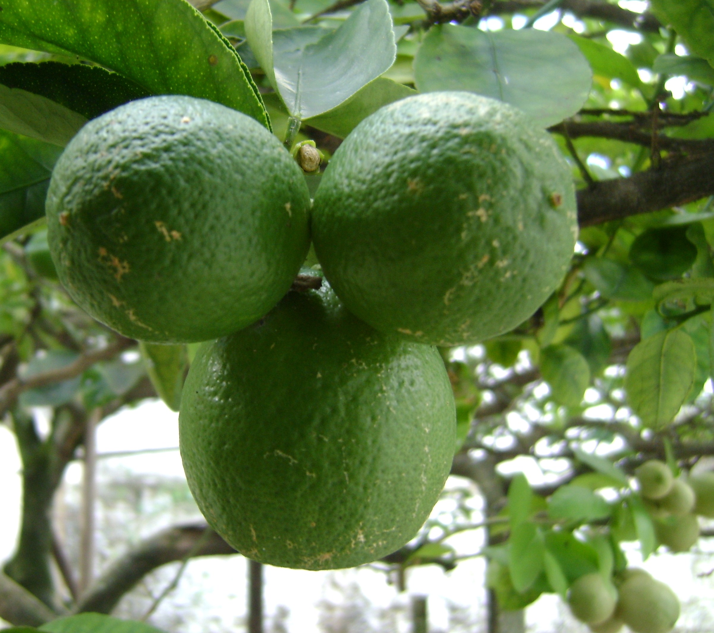 Citrus aurantifolia